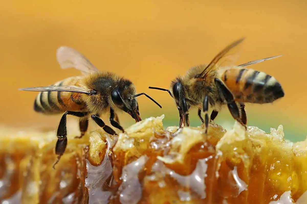 Bee Honey 
