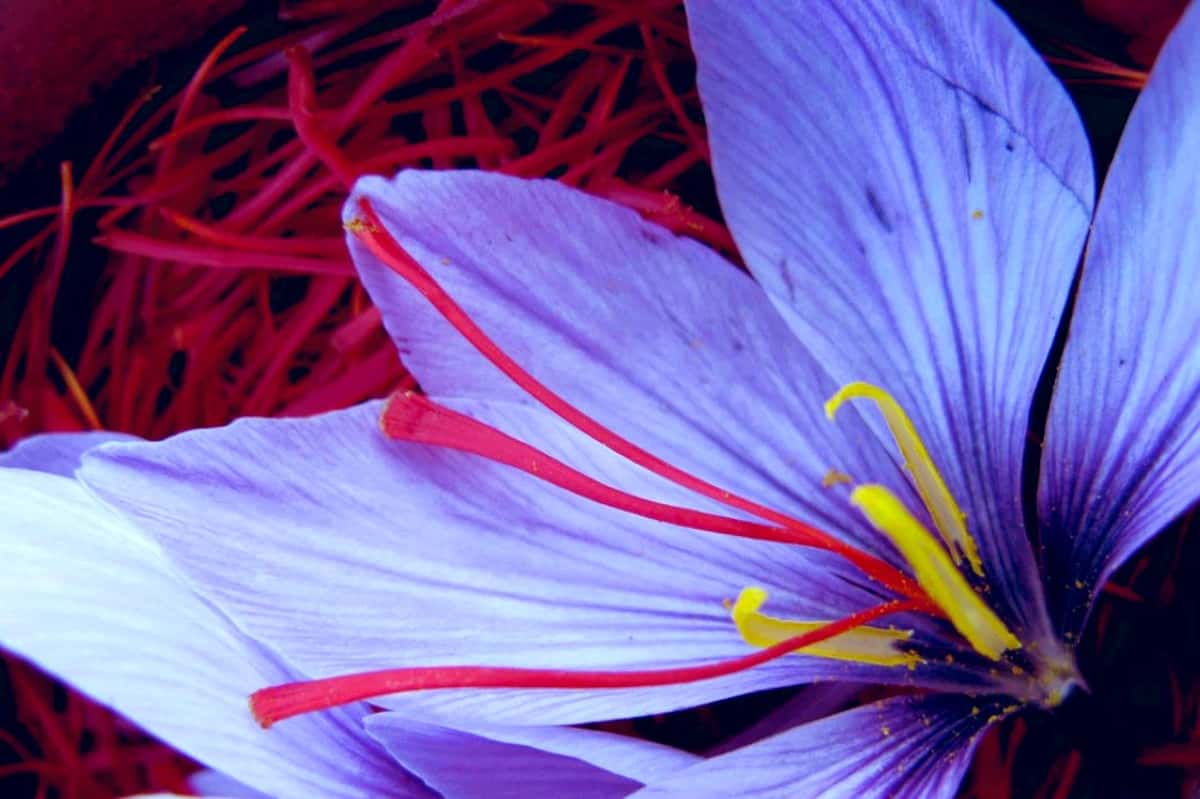 how to identify real saffron