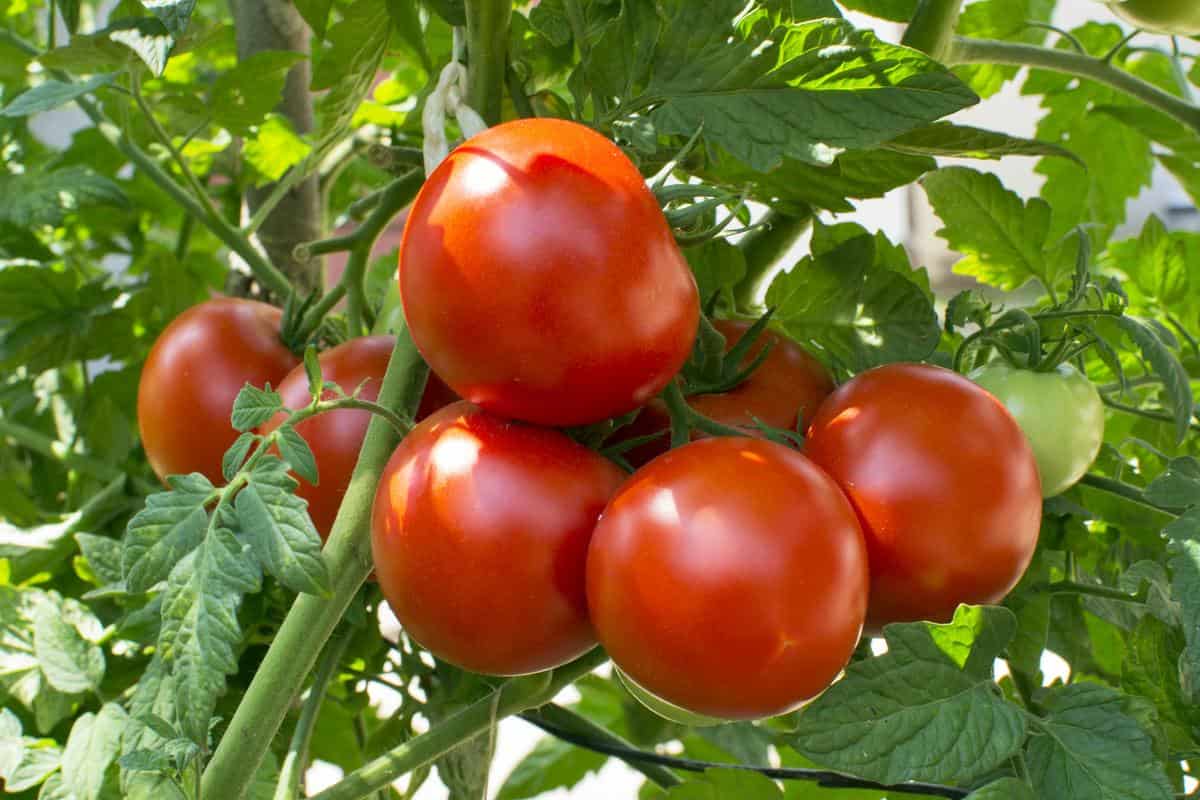 organic tomato