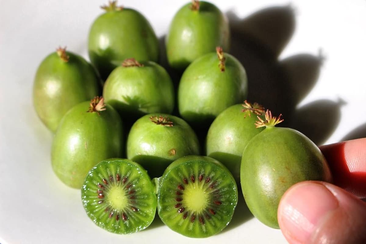 Little Kiwi Fruit