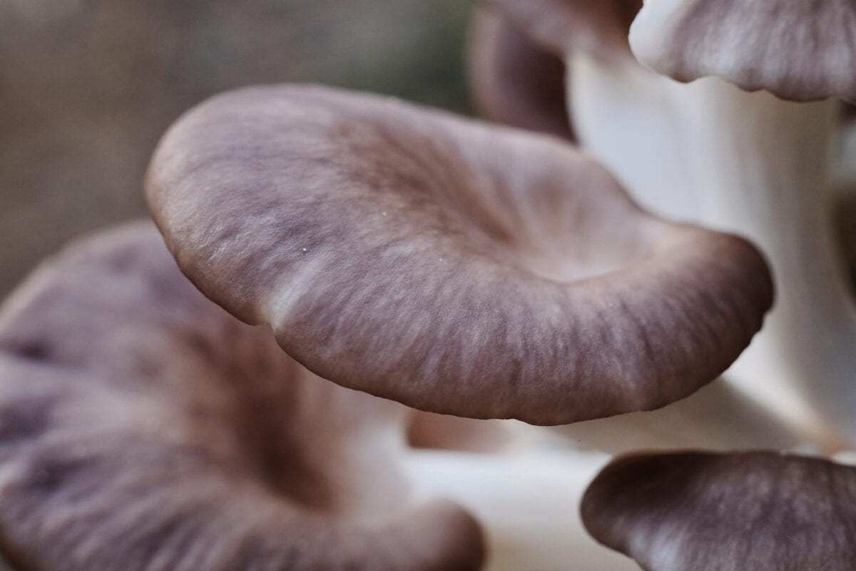 oyster mushroom spawn