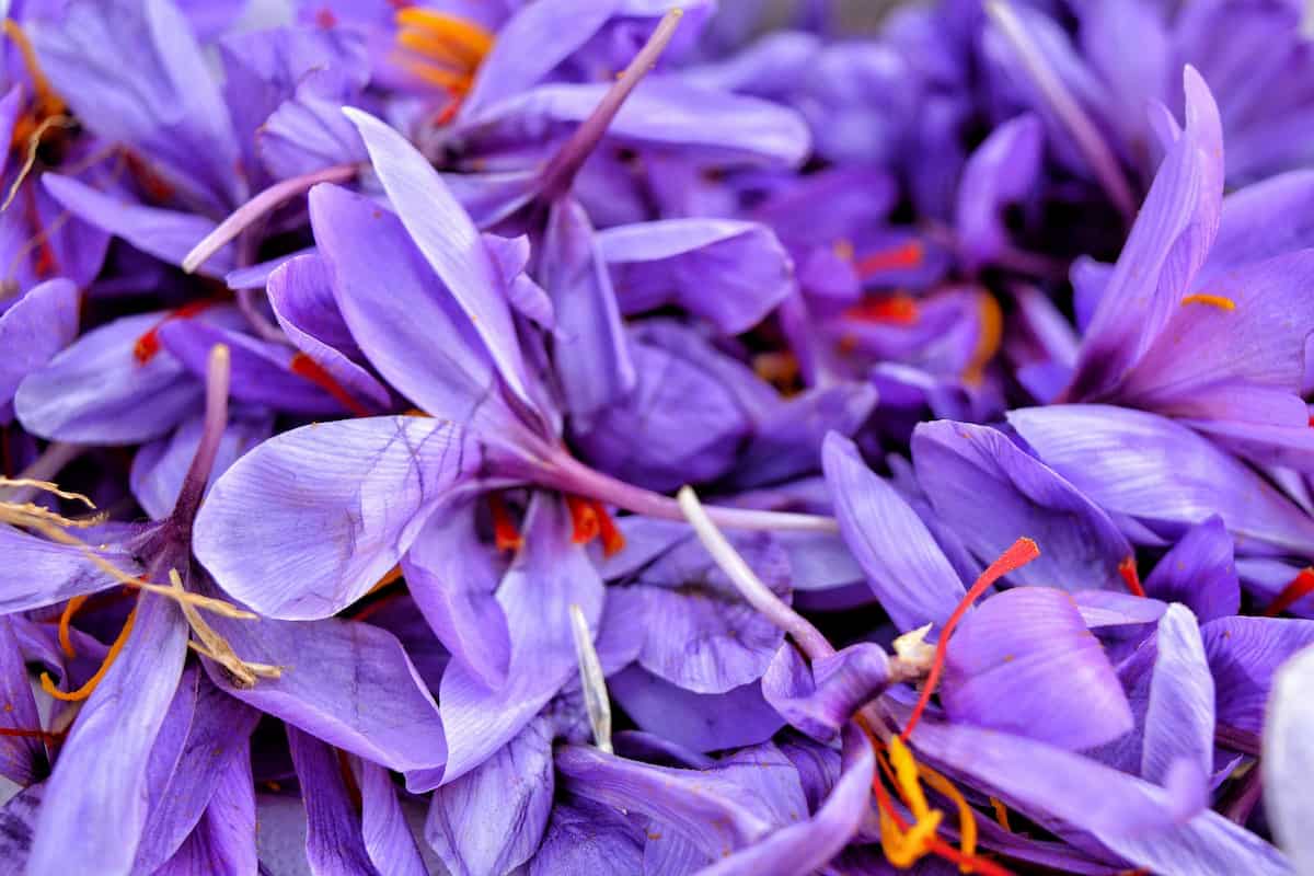 saffron flower seeds