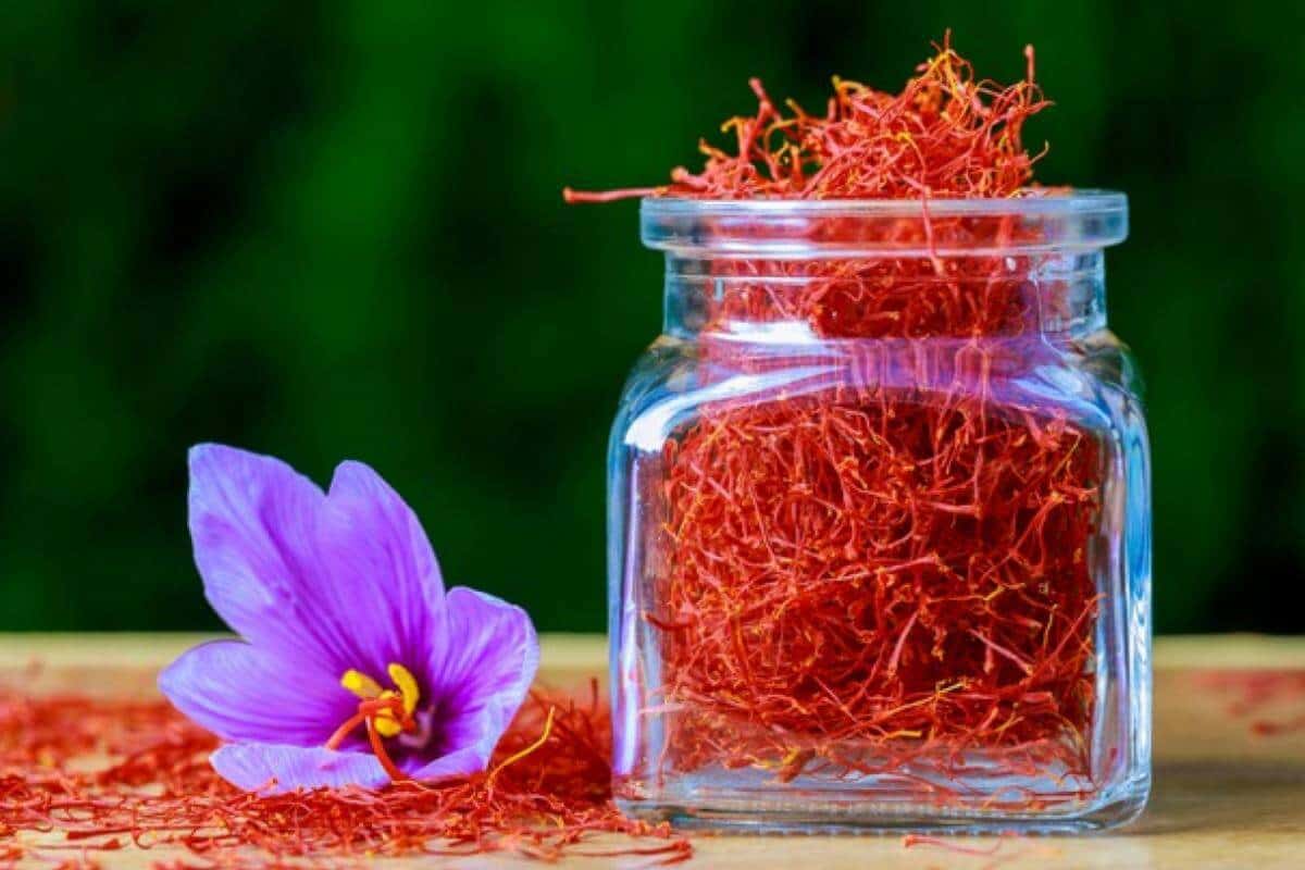 spice saffron uses