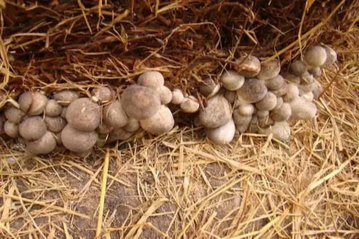 straw mushroom chinese