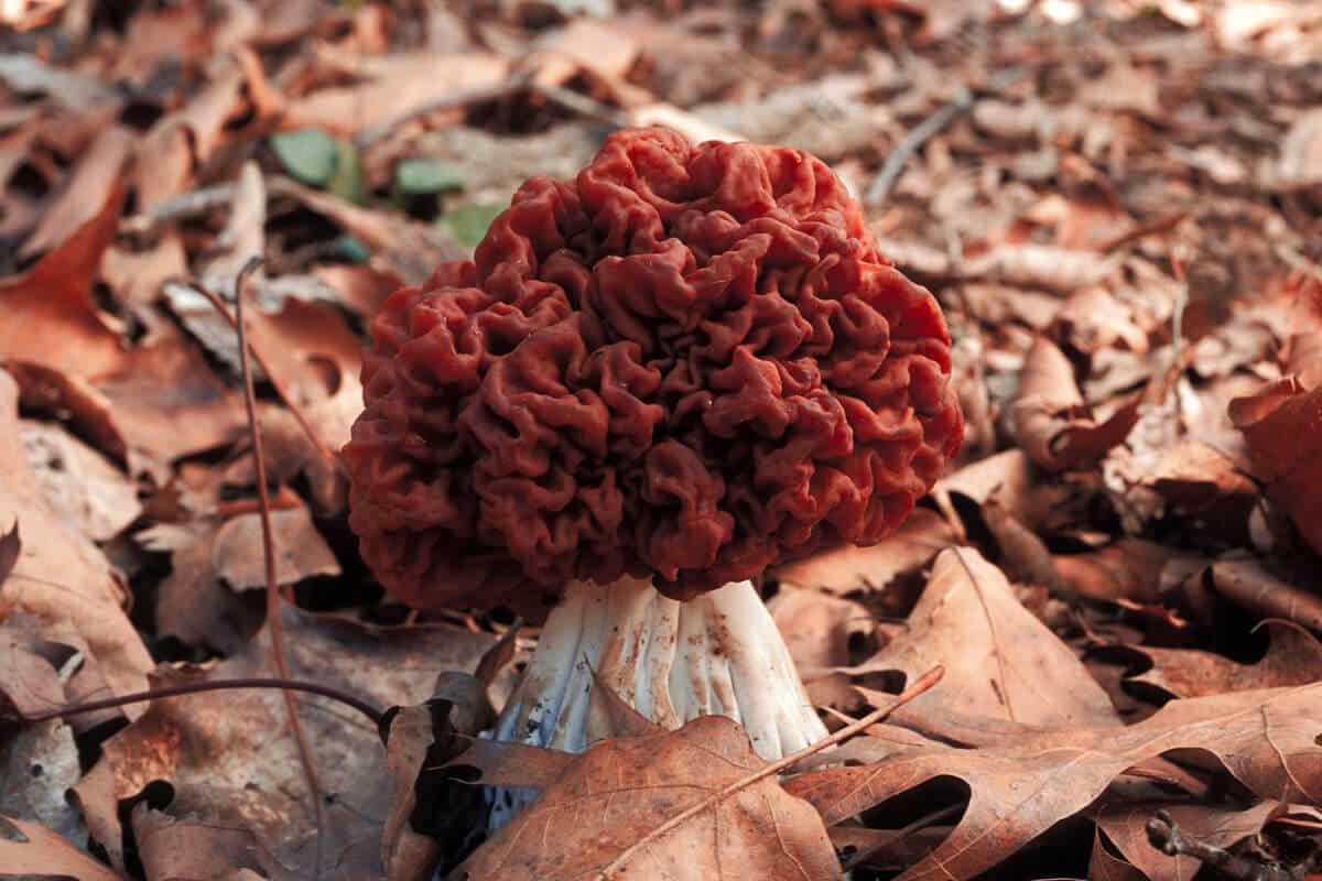 morel mushroom spores