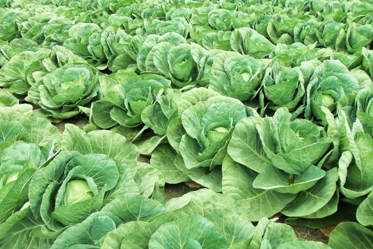 green cabbage benefits