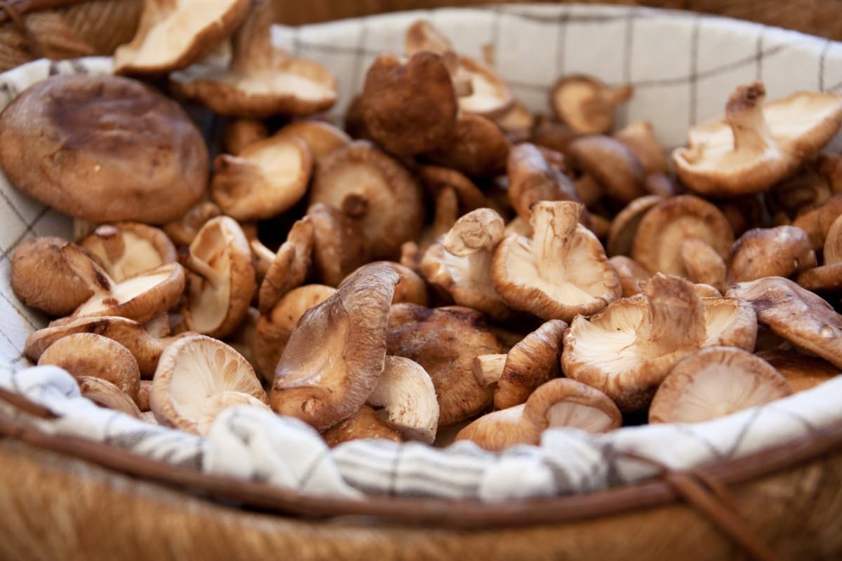 dry mushroom benefits