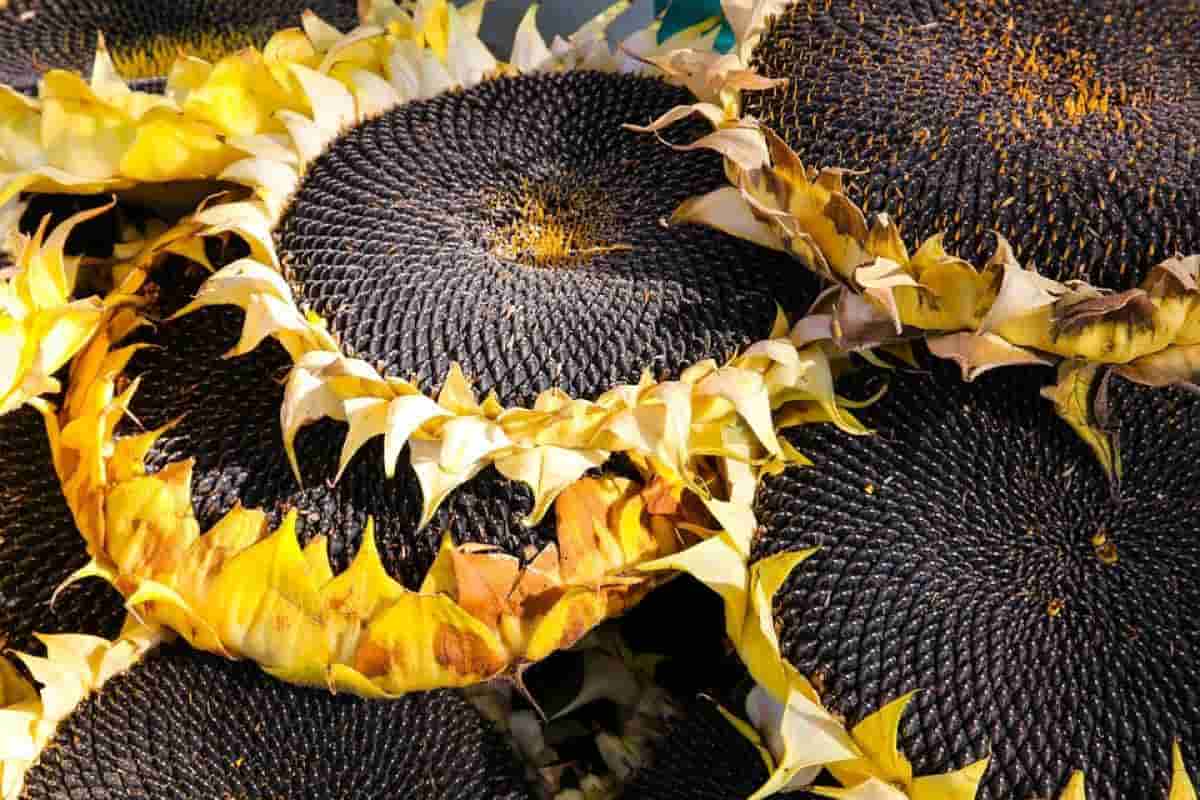 Sunflower Seeds