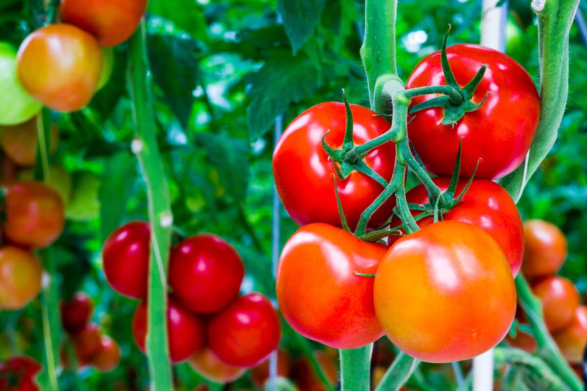 nashik tomato season