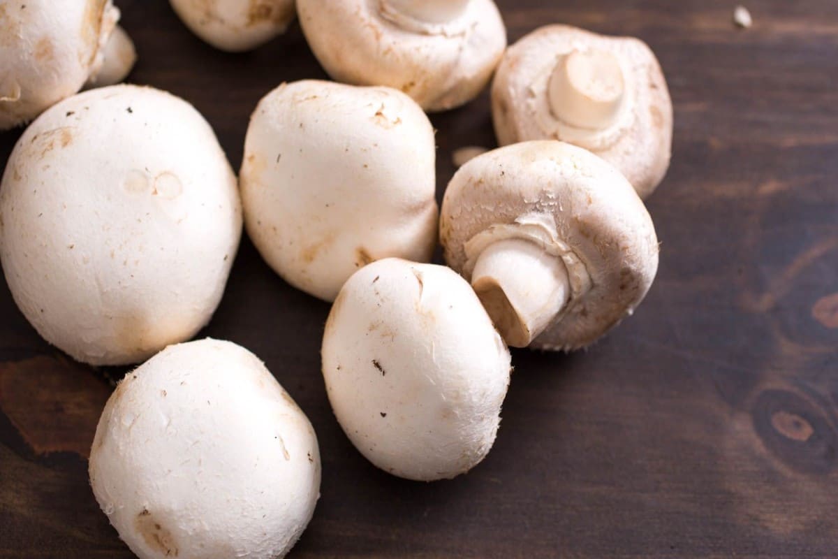 milky mushroom edible