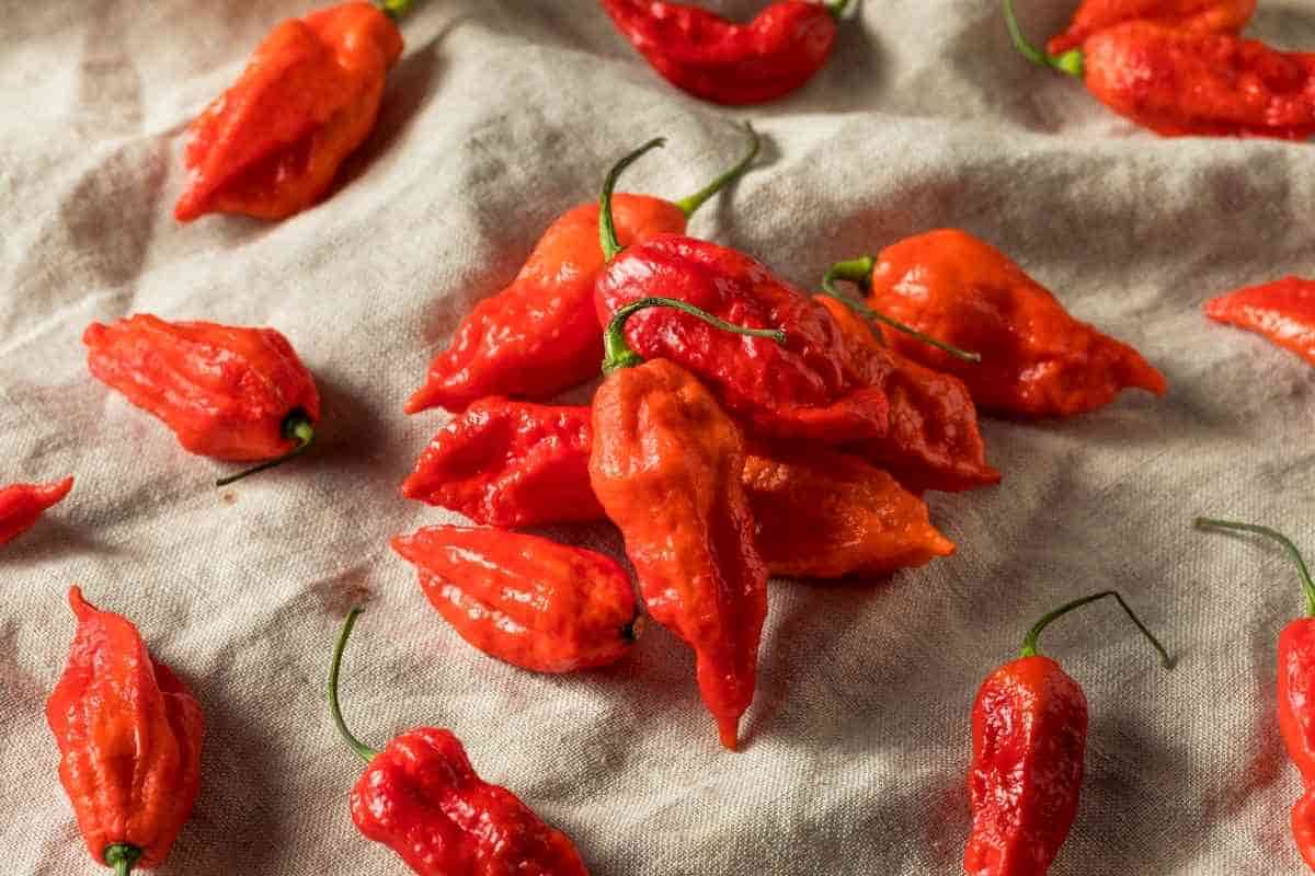 red ghost pepper