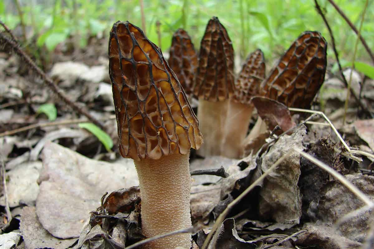 gucchi mushroom india
