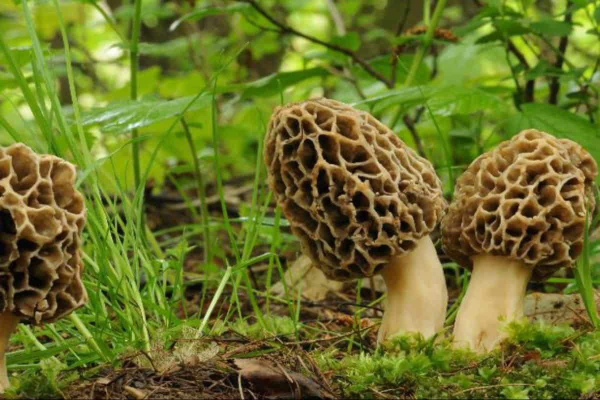 gucchi wild mushrooms