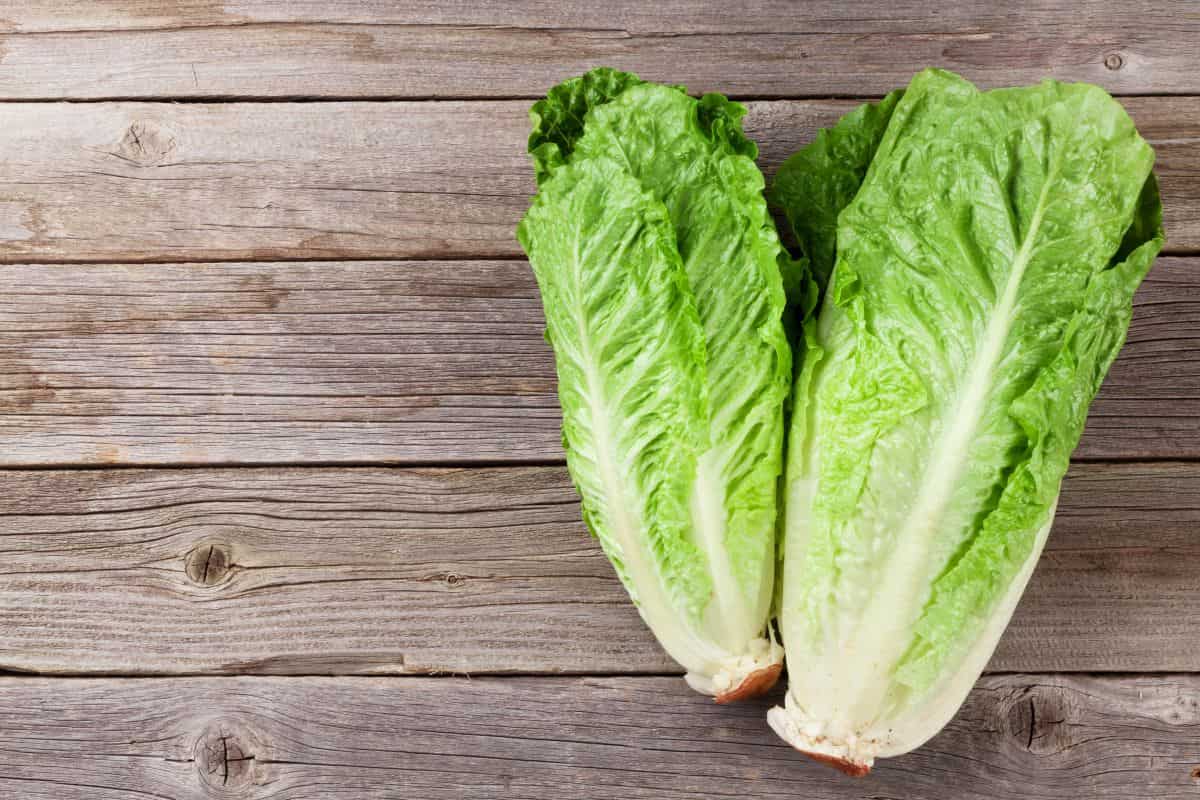 lettuce vs cabbage taste