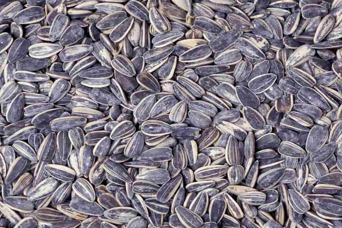 sunflower seeds calories