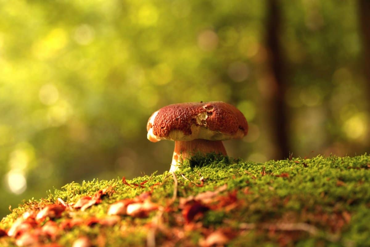 jolly mushroom in can