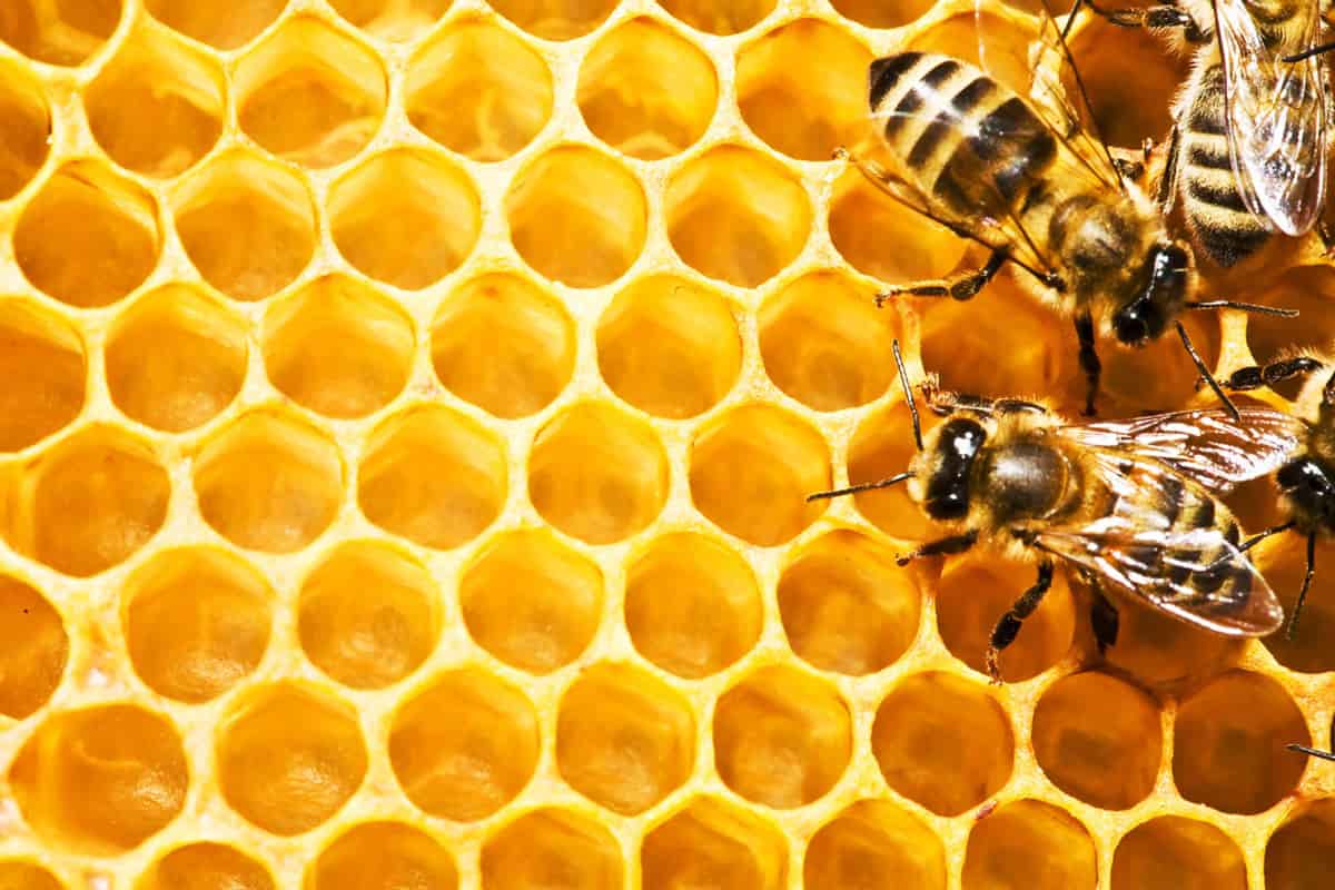 queen honeycomb