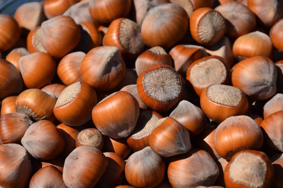 deseba shelled hazelnuts