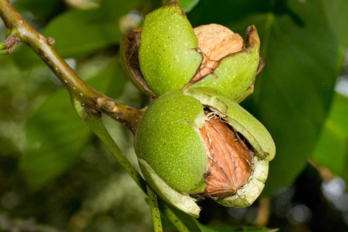 green walnut tincture