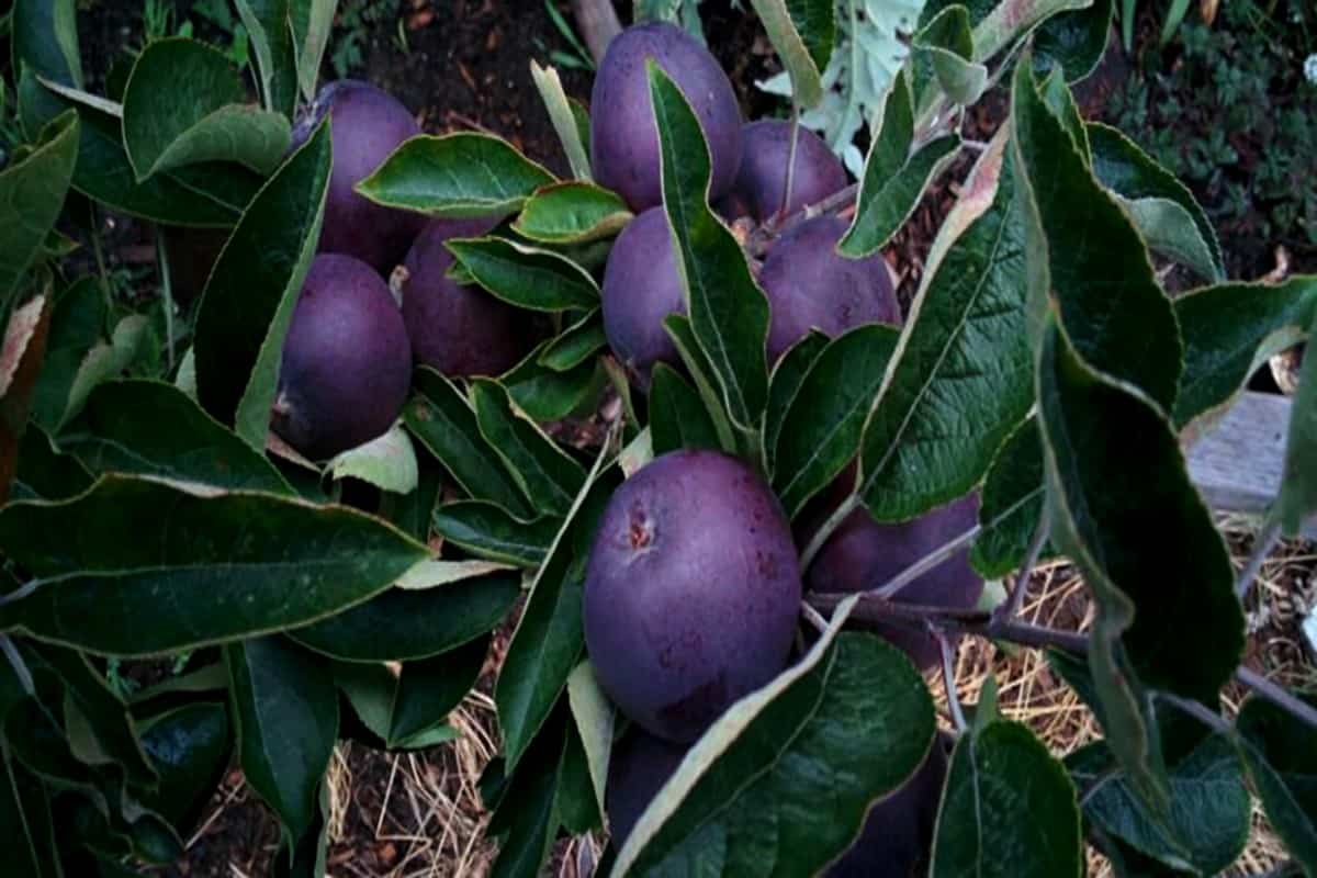 Purple Apple Fruit