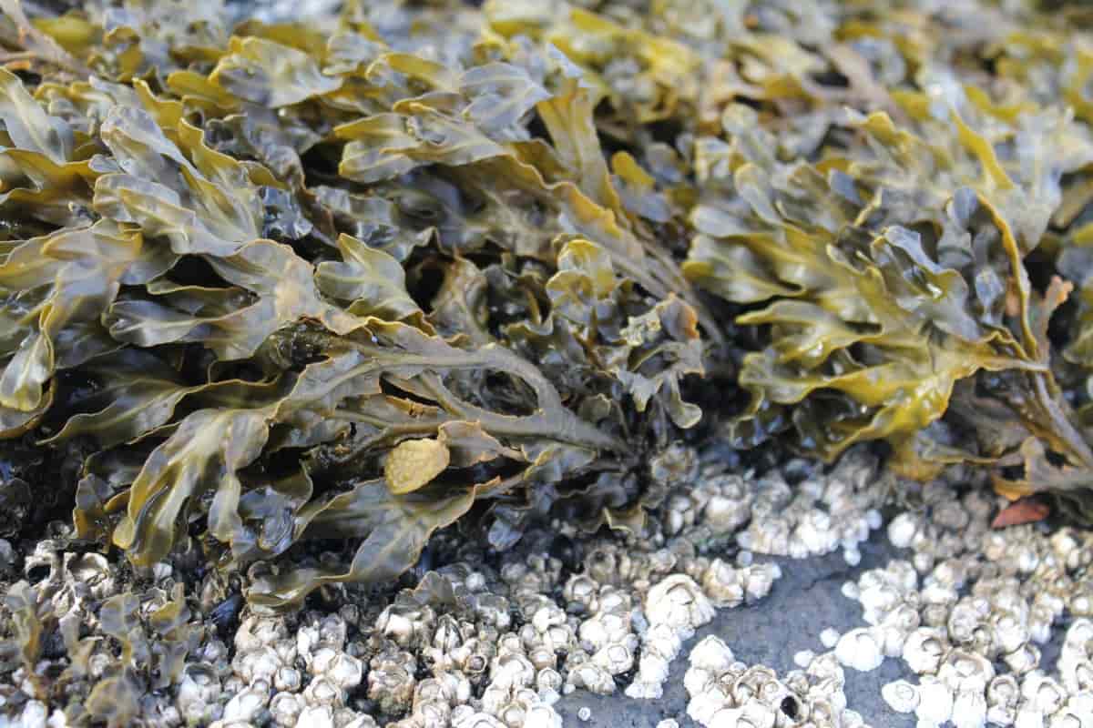 liquid seaweed plant food