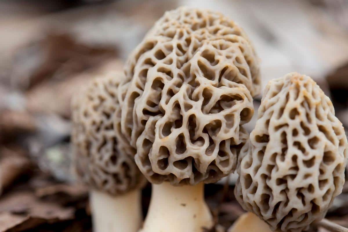 Qucchi Mushroom