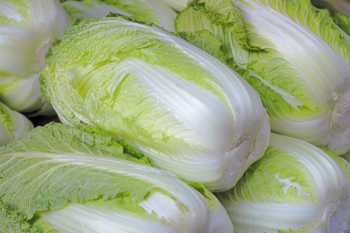 chinese cabbage vs lettuce