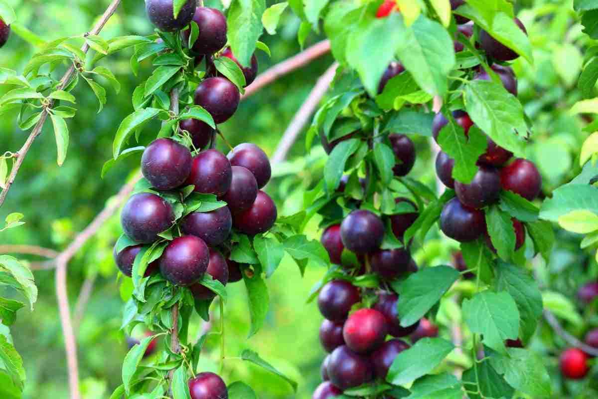 java plum tree