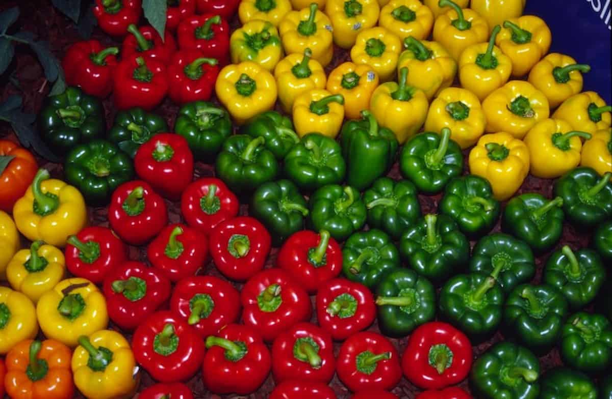 bell pepper for cooking