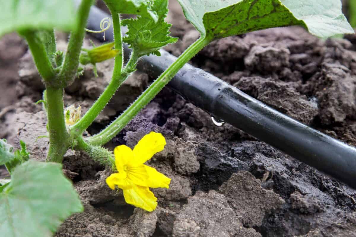 pipe for drip irrigation
