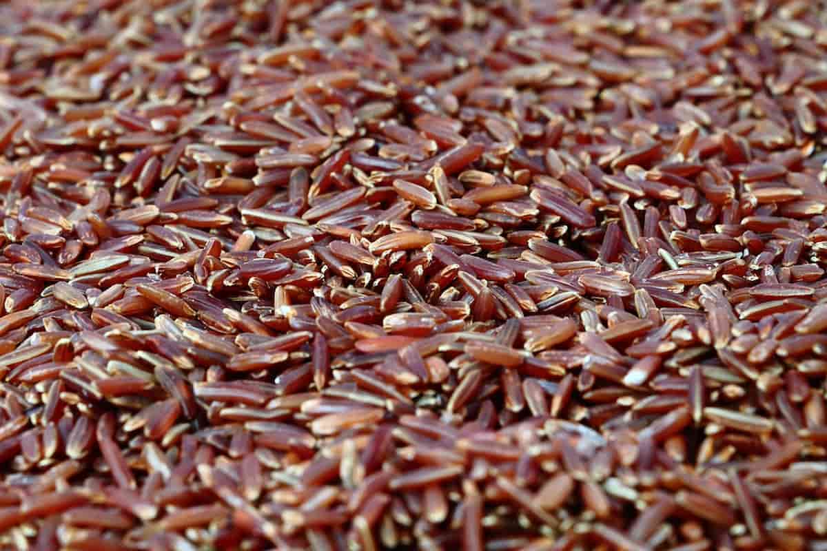 red rice organic