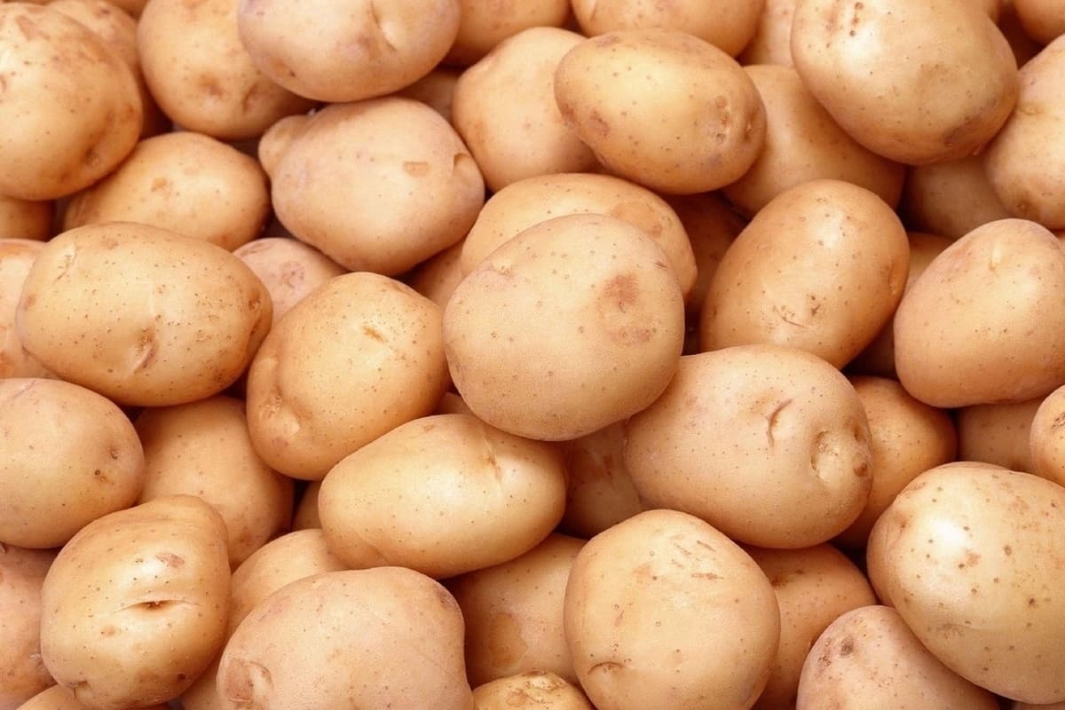sri lanka potato cultivation