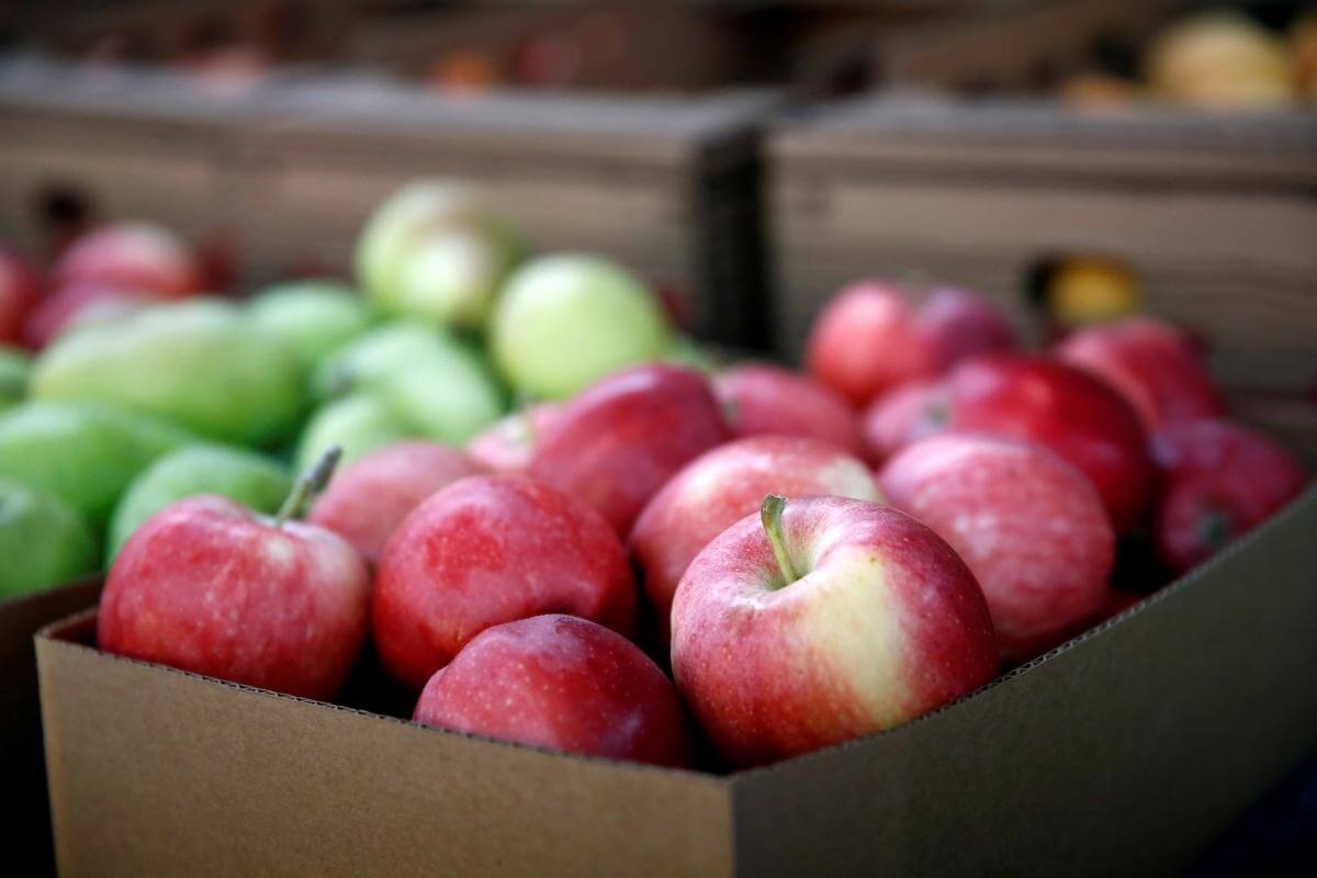 japanese apple orchard