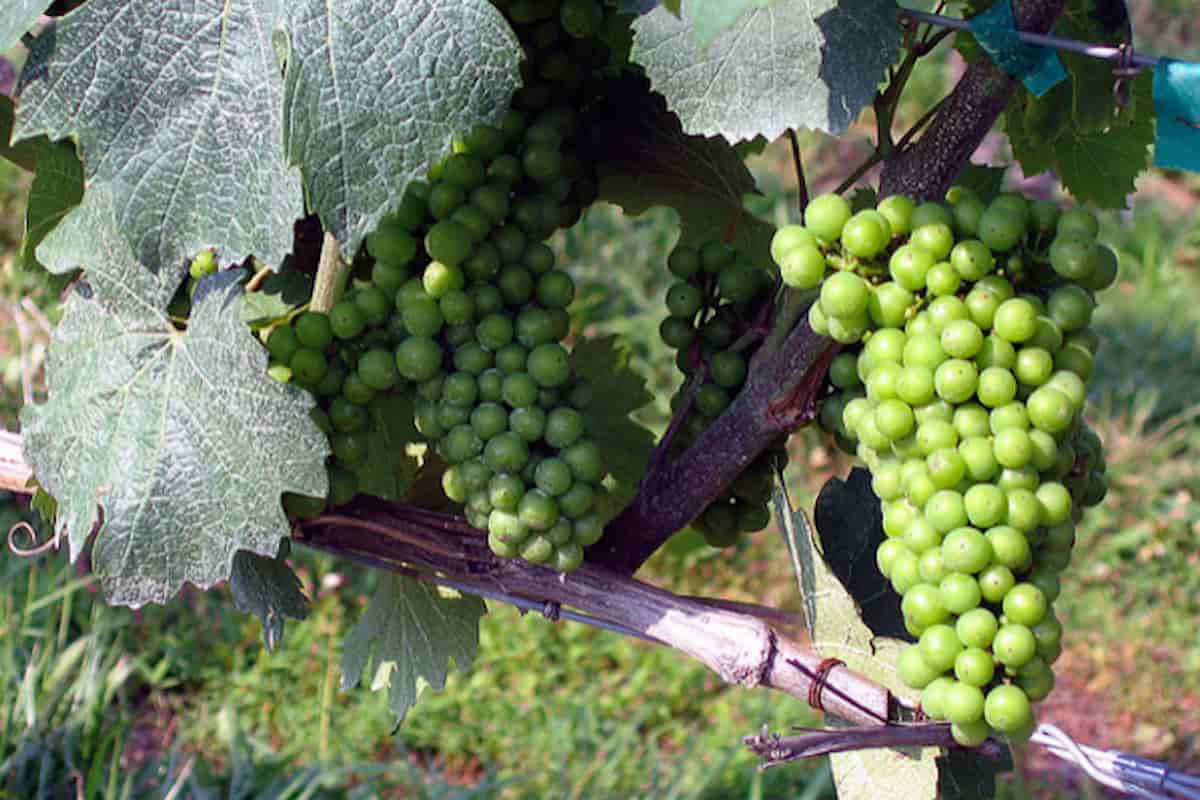 unripe green grapes