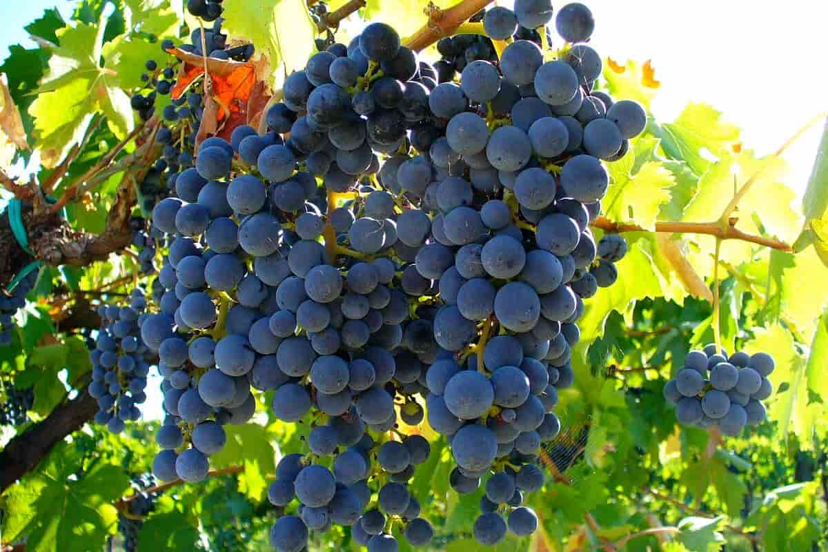 blue grapes wine
