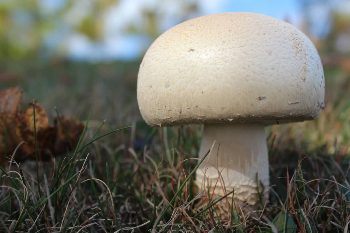 indigo milky mushroom