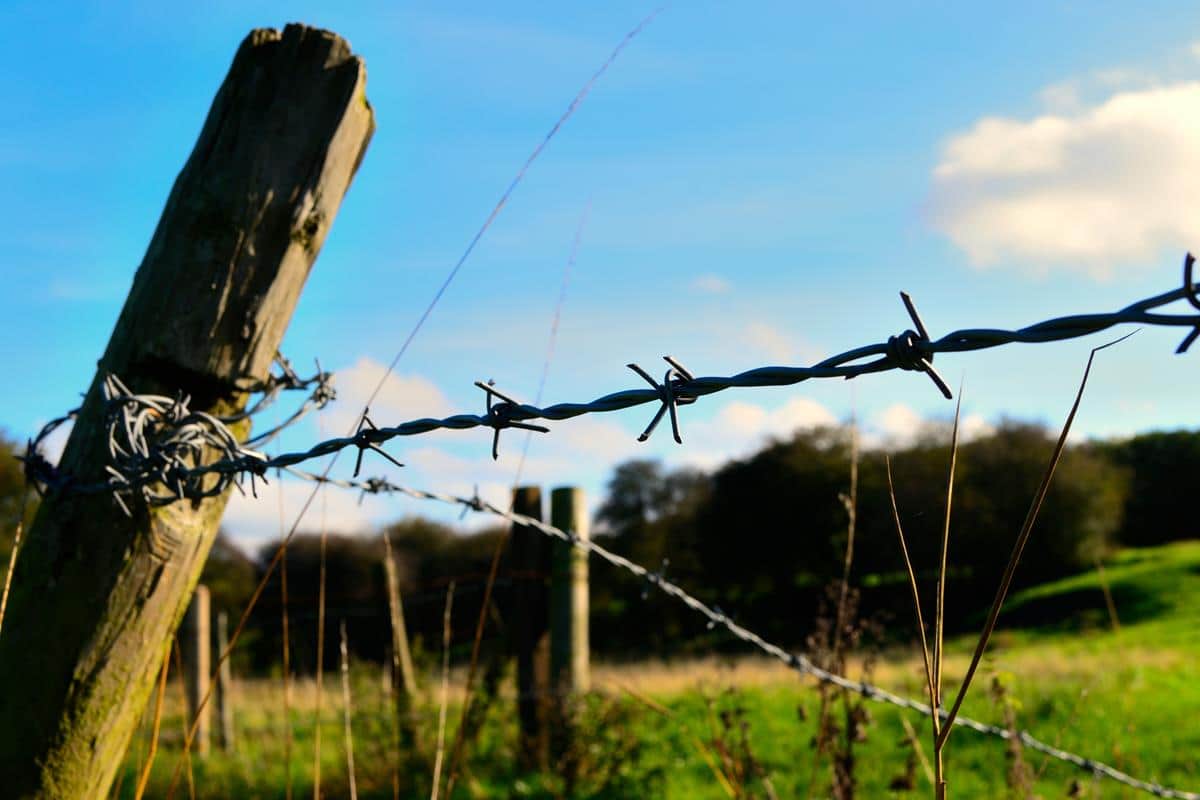 thin barbed wire
