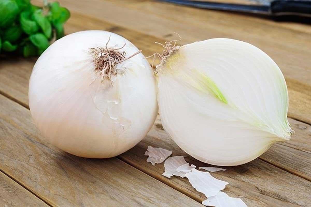export quality white onion