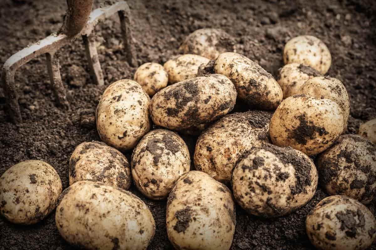 pakistan potato production