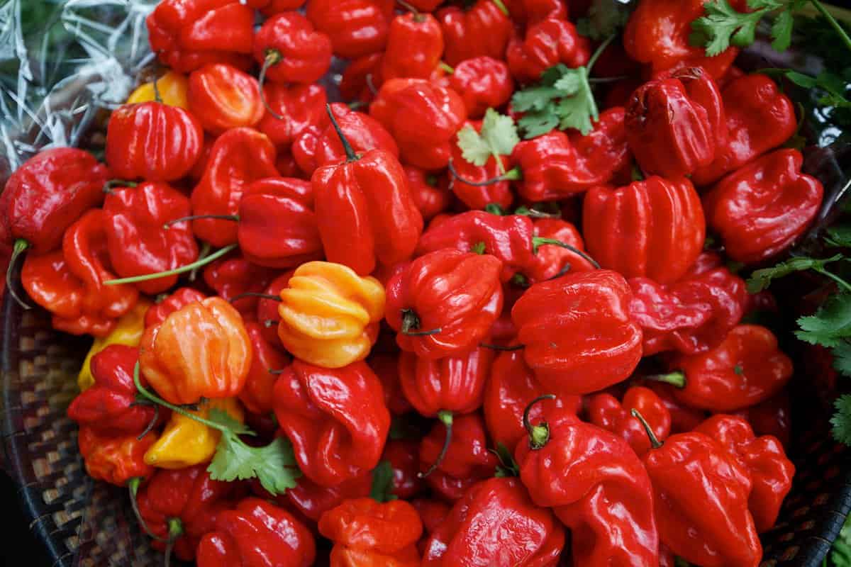 spice habanero pepper