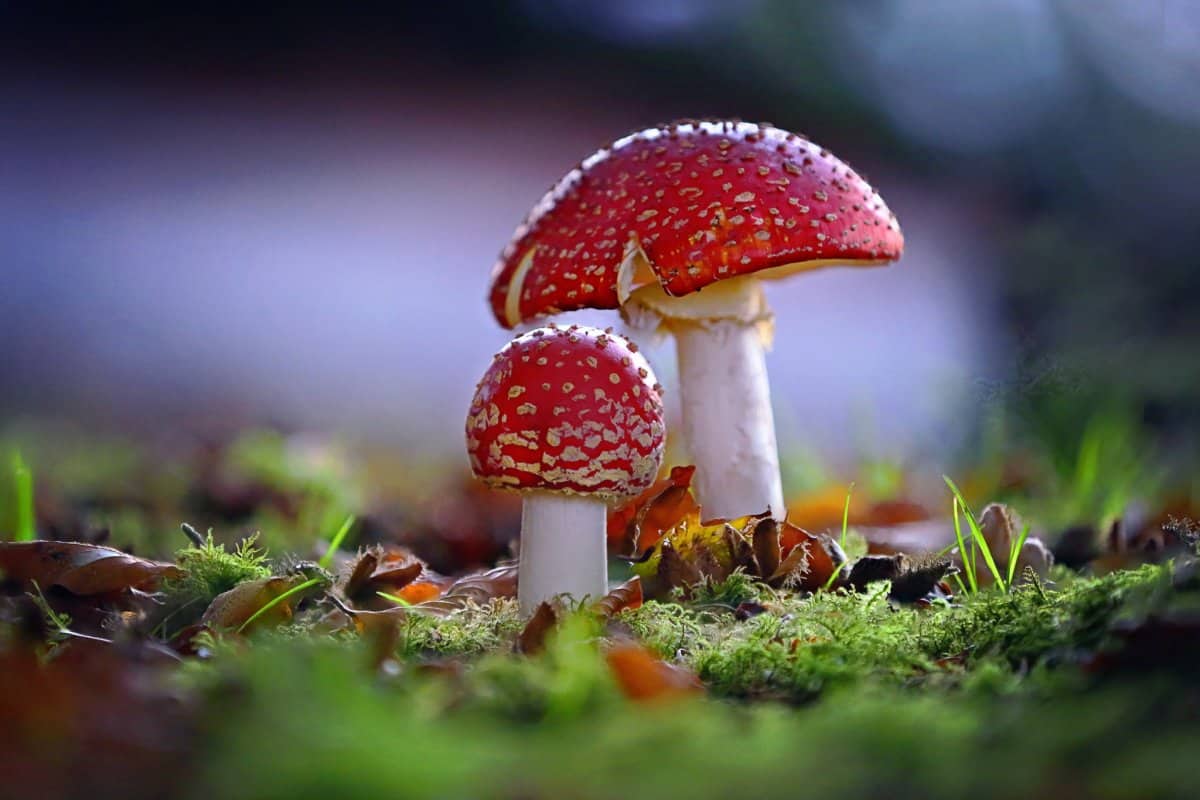 volva mushroom substrate