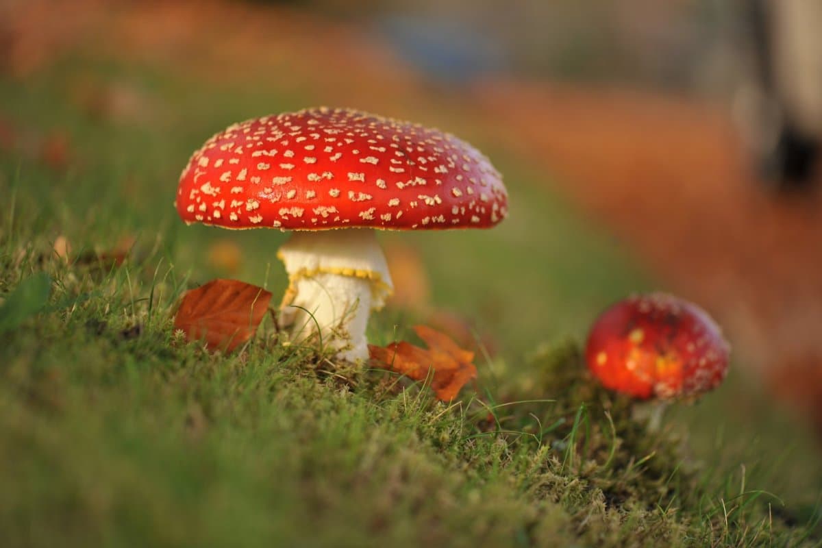 volva mushroom benefits