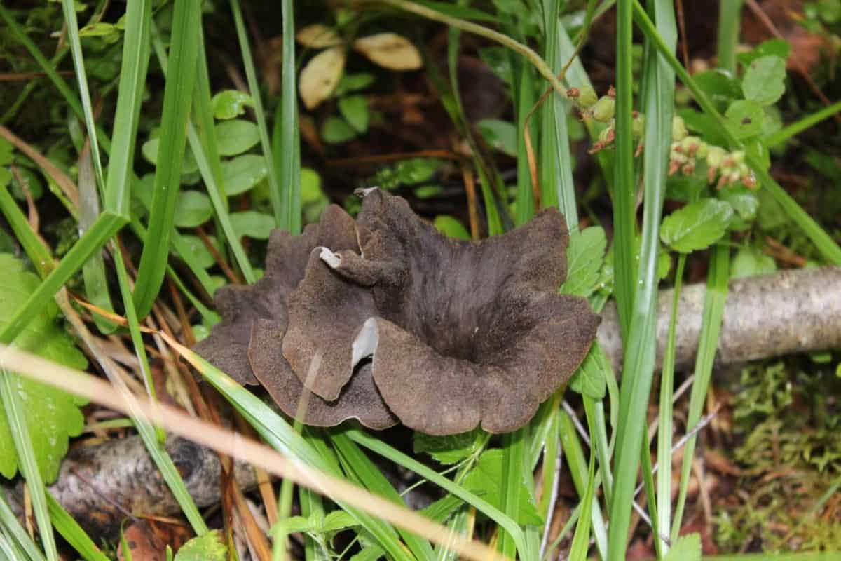 black mushroom osrs