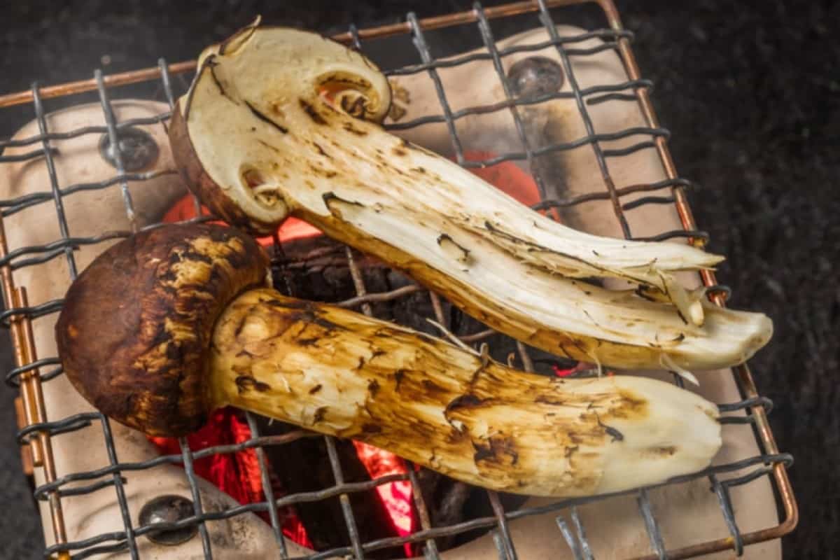 grilled matsutake mushroom