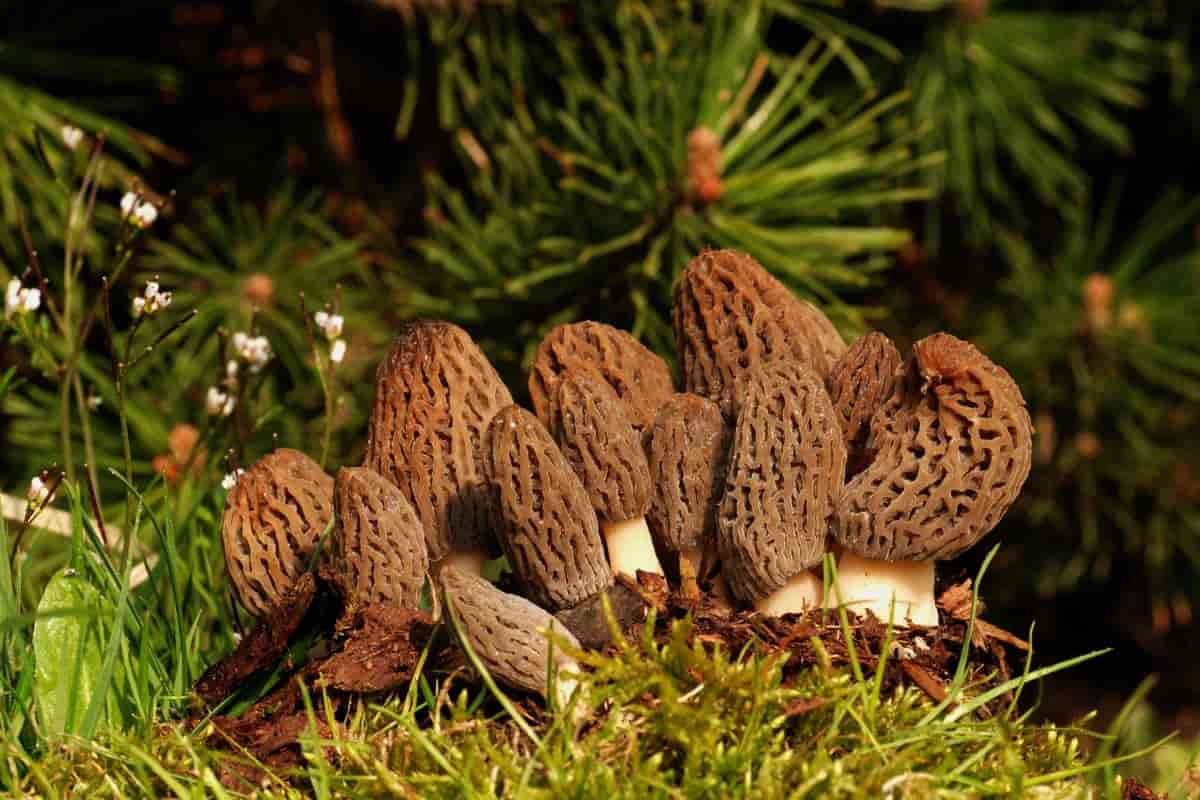 how to cook dried morel mushrooms