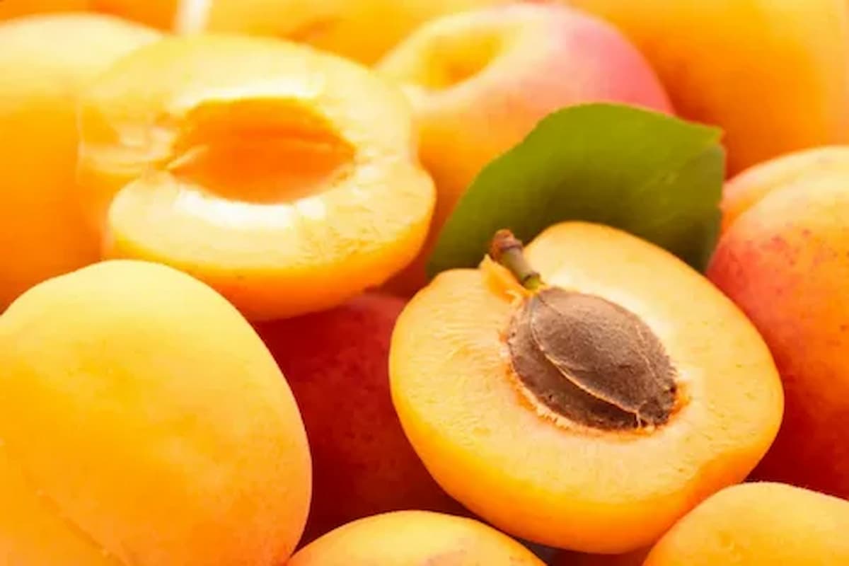 fresh Apricot 