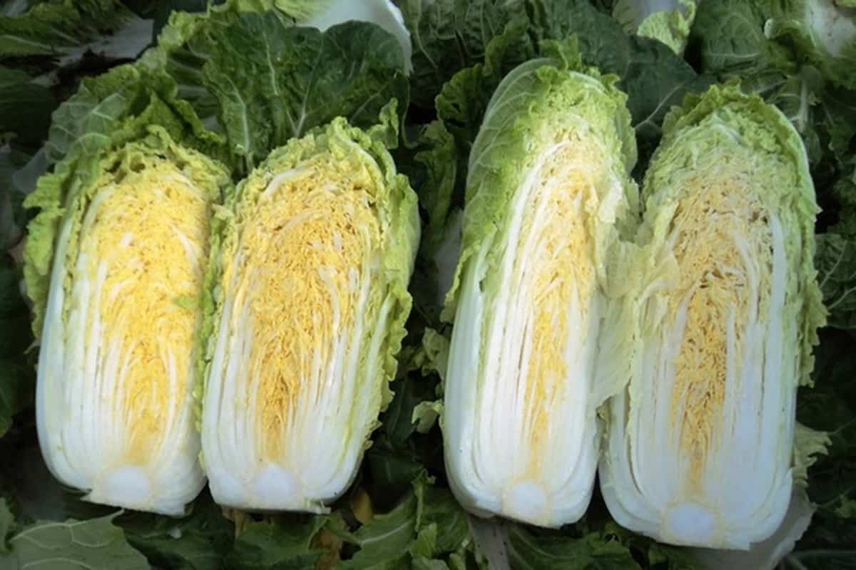 growing napa cabbage