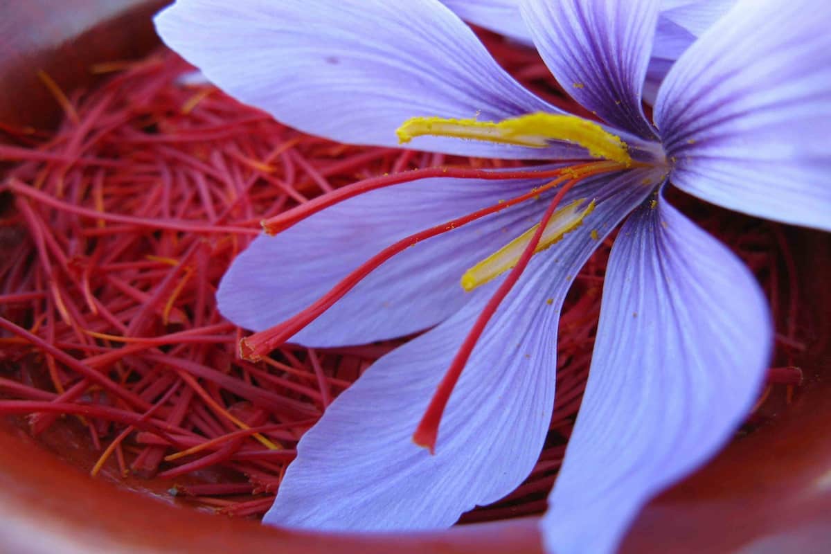 saffron momtaz