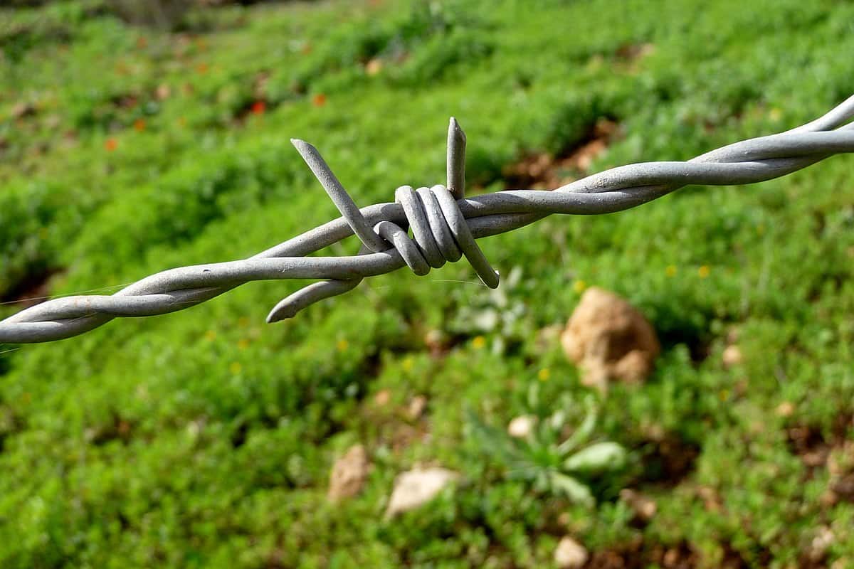 thick barbed wire