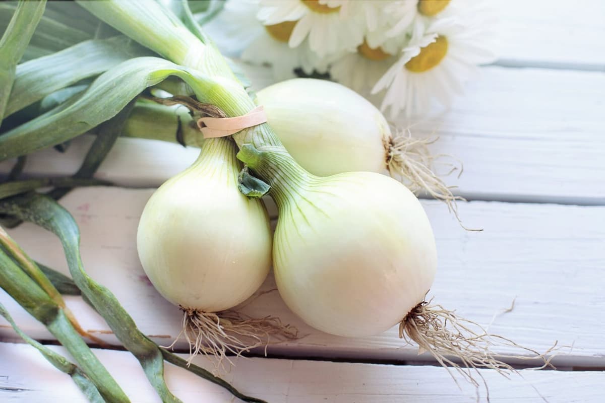 small white onion weight